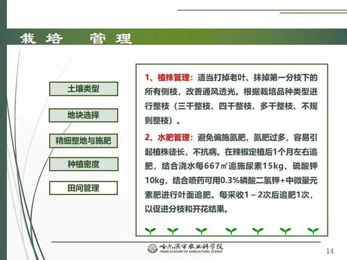 科技赋能春耕 网络课堂开讲辣椒栽培技术